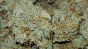 How to grow northern lights. Northern Lights Auto Week By Week Guide Fast Buds Autoflowering Hanfsamen