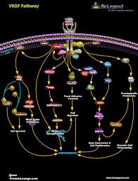 Vegf Pathway Cell Biology Notes Biochemistry Biology Notes