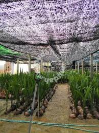 Sudah berada di dalam bidang pertanian selama 15 tahun dan dah ceburi bidang pembekalan benih kelapa sudah 10 tahun. Benih Kelapa Pandan Malaya Sgg Tulen Garden Items For Sale In Kapar Selangor Mudah My