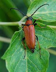 Speckkäfer halten sich, wie der name schon sagt, an. Rothalsbock Wikipedia