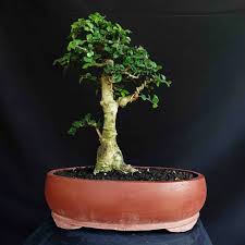 Jual Produk Tanaman Bonsai Serut Termurah Dan Terlengkap Januari 2021 Bukalapak