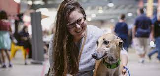 Retired greyhound for adoption, greyhounds as pets, pet adoption, volunteer for greyhounds, pet care, retired greyhounds and puppies for adoption. Party With The Pooches At Greyhound Adoption Program Sa This Weekend Glam Adelaide