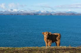 Feb 15, 2018 · highland cow poster de. Where To See Highland Cows In Scotland Visitscotland