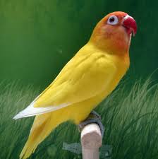 Kumpulan sketsa gambar burung elang hantu merpati merak sketsa gambar burung seperti gambar hewan yang lain menggambar burung sebenarnya juga tidak sulit jika kita melakukannya. Animasi Love Bird Ngekek Lengkap Cikimm Com