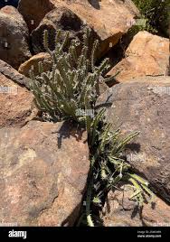Image result for Euphorbia griseola