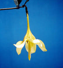 Image result for Rothmannia whitfieldii