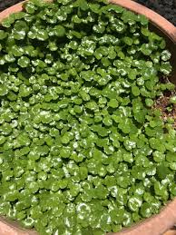 Image result for Hydrocotyle ranunculoides