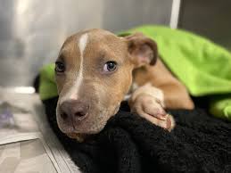At the charlotte dog club, we are a family of loving responsible breeders. Puppy Found Wrapped In Garbage Bags In Charlotte Dumpster Now Up For Adoption