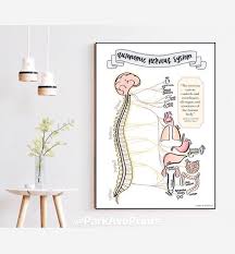 ans chart chiropractic poster subluxation symptoms