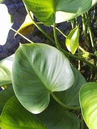 Image result for Limnocharitaceae