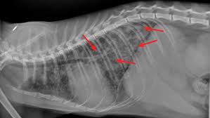 Find the best labs and radiology centers near you & avoid surprise medical bills. Common Pulmonary Diseases In Cats Clinician S Brief