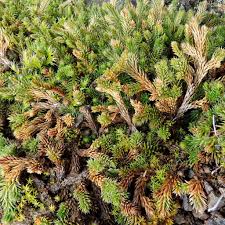 Image result for Selaginella afrorum