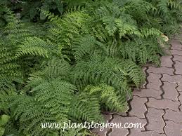 Image result for Aspleniaceae