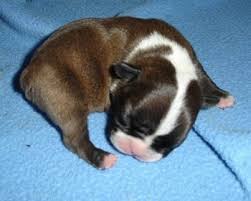 With that said, the french bulldog chihuahua mix is a small dog, weighing as little as 7 pounds. French Bullhuahua Dog Breed Pictures 1