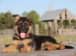 Withdraw attention, positive reinforcement and provide alternatives? How To Stop A German Shepherd Puppy From Biting 6 Bite Inhibition Games Pethelpful By Fellow Animal Lovers And Experts