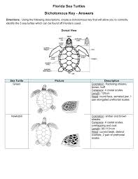 Florida Sea Turtles Dichotomous Key