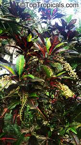 Image result for Codiaeum variegatum