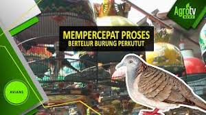 Makanan kaya protein dan gizi beberapa makanan yang kaya protein dan bisa menyuburkan kandungan burung diantaranya adalah kangkung, touge dan jagung muda. Tips Mempercepat Proses Bertelur Burung Perkutut Youtube