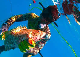 The success of our charters lies in years of experience. Destin Spearfishing Trip Destin Beaches Florida 24 June To 28 June