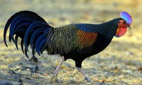 Jangan lupa subcribe dan klik lonceng di sebelah subcribe untuk. Pelajari Ini Ayam Hutan Jantan Asli
