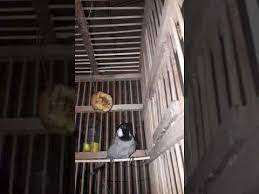 تغريد أنثى بلبل يستخدم لتحفيز الذكور اتخلي البلبل العنيد يقره 2020 youtube pendant light ceiling lights light