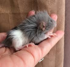 Harley Long Haired Dwarf Rat Cute Rats Cute Animals Baby Rats