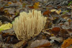 Image result for Ramaria stricta
