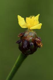 Image result for Xyris dissimilis