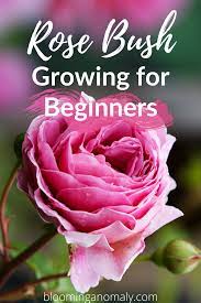 Growing Rose Bushes Rose Bush Care Growing Roses Rose Plant Care