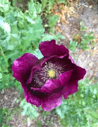 Papaver somniferum 'Lauren's Grape'