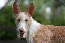 Ibiza Hound Ibizan Hound Cat And Dog Photos Hound Breeds