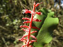 Image result for Helixanthera