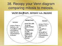 Mitosis is preceded by interphase and is divided into four distinct stages: Mitosis Meiosis Unit 7 Ppt Download
