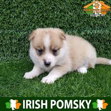 Pomeranian Husky For Sale Ireland Pets Lovers