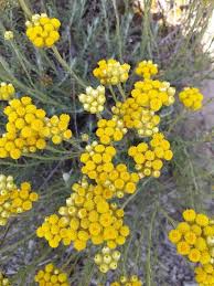 Image result for Helichrysum asperum