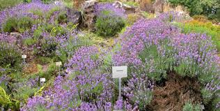Begeben sie sich auf eine magische reise und lassen sie sich vom weihnachtlichen lichterglanz im christmas garden berlin verzaubern. Botanischer Garten Sommerkonzerte Berlin Sommer Open Air Berlin Festival Berlin Sommerfestival Berlin Top10berlin