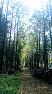  Forest Jalan Setapak Hutan Jalan