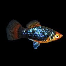I dont know where any of the other reptiles come from. Assorted Platies Petco Tropical Fish Platy Fish Pet Fish