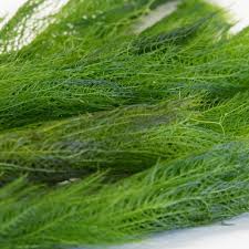 Image result for Myriophyllum spicatum