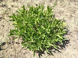 Image result for Empogona cacondensis