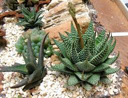 Image result for Humularia minima