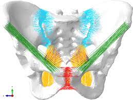 Uterus location and anatomical relations. Pelvis Model With Ligaments Included Sacroiliac Ligaments In Blue Download Scientific Diagram