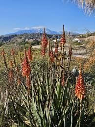 Image result for Aloe pienaarii