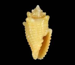 Shells For Sale The Largest Official Seashells Website
