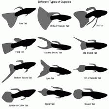 guppy chart british pound japanese yen