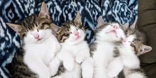 Kitten Season Pennsylvania Society For The Prevention Of Cruelty To Animals