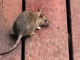 Rats are adaptable and eat a lot of different kinds of foods. How To Kill Rats Inside And Outside Dengarden