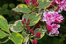 Piante sempreverdi, piante perenni, vendita trova una vasta selezione di piante e bonsai fiori la tibouchina è una pianta di fiore sempreverde. 5 Piante Ornamentali Da Giardino Dai Fiori Bellissimi Community Lm