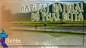 Peixe Betta O Habitat Natural Youtube