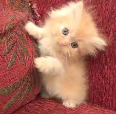 Cute Cartoon Animals Pinterest Cute Animals To Draw Small Cute Fluffy Ginger Kittens Cute Baby Cats Baby Cats Kittens Cutest
